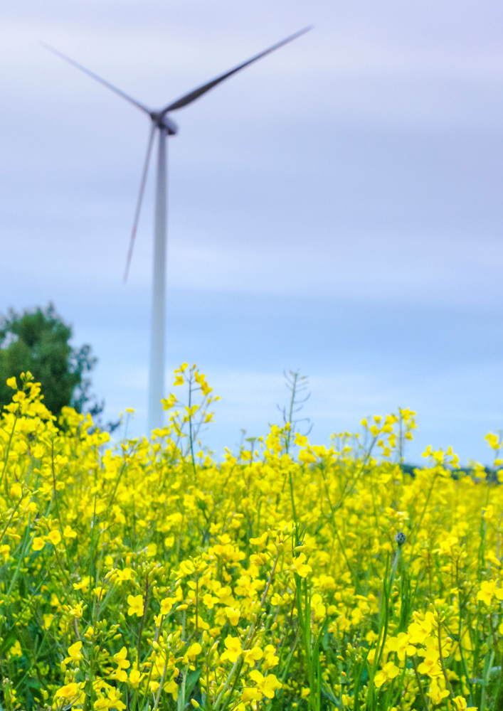 BetterTogether Biodiversity and Renewables The Energy Charter