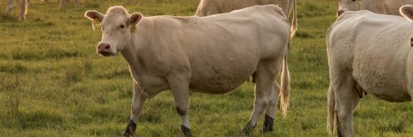 Landholder and Community Social Licence_